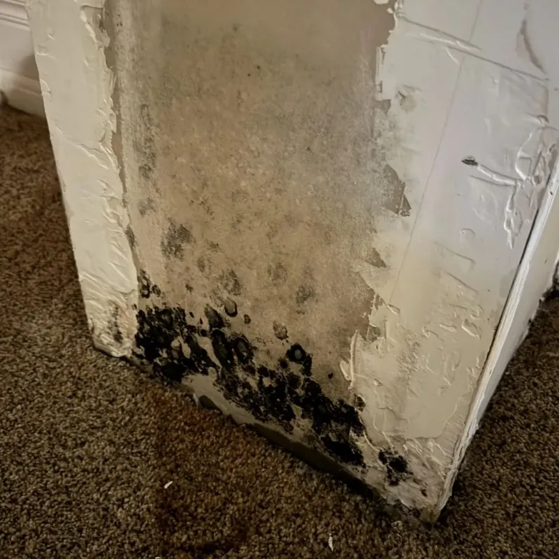 Professional Mold Removal in San Fernando, CA